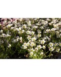 Saxifraga Arendsii Ice Colours Pearl White